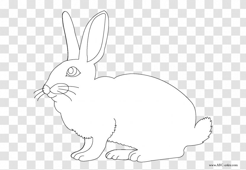 Domestic Rabbit Hare Easter Bunny Coloring Book - Tail - Peter Transparent PNG