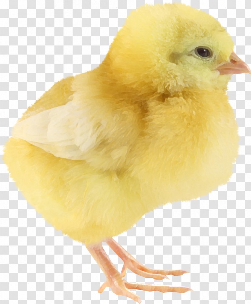 Yellow-hair Chicken Little Yellow - Chick Transparent PNG