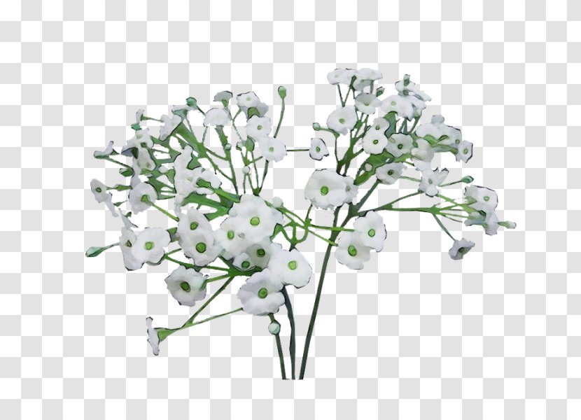 Watercolor Flower Background - Plant - Flowering Dogwood Blossom Transparent PNG