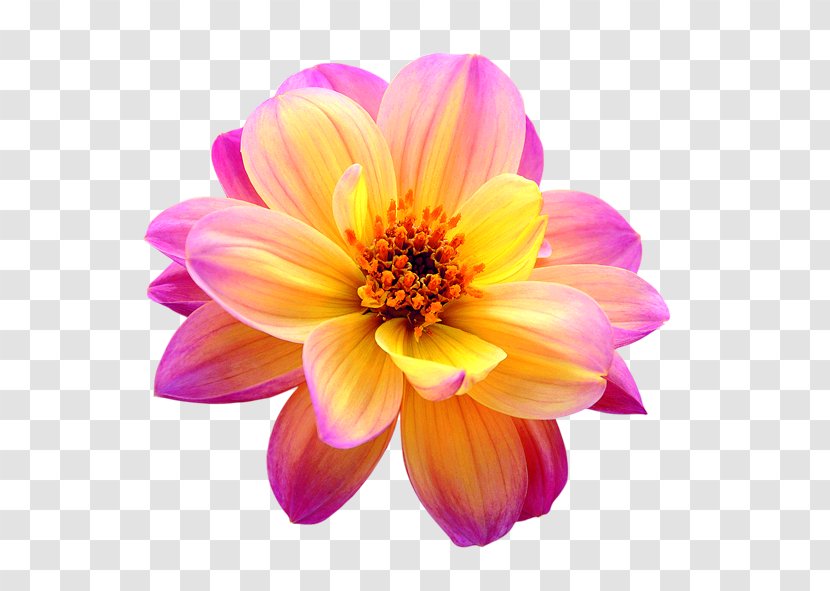 Cut Flowers Dahlia - Lilium - Flower Transparent PNG