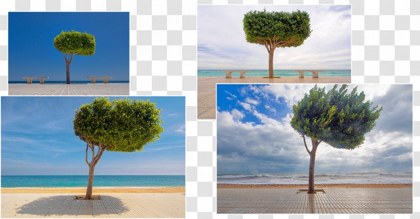 Altea Playa La Roda Cat Tree Photography - Photographer Transparent PNG
