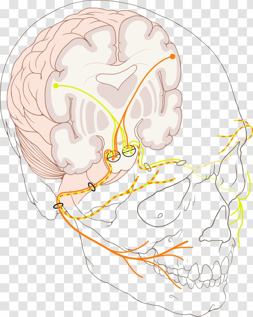 Facial Nerve Paralysis Bell's Palsy Cranial Nerves - Watercolor Transparent PNG