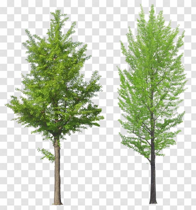 Tree - Secondary Growth - Image Transparent PNG
