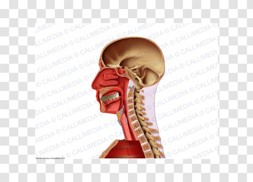 Ear Jaw Bone Nerve - Silhouette Transparent PNG