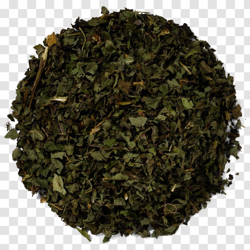 Nilgiri Tea Tieguanyin Leaf Plant - Bancha Transparent PNG