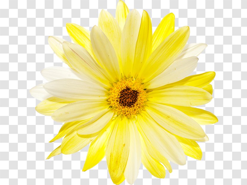 Flower Petal Common Daisy Yellow Transvaal - Flowering Plant Transparent PNG