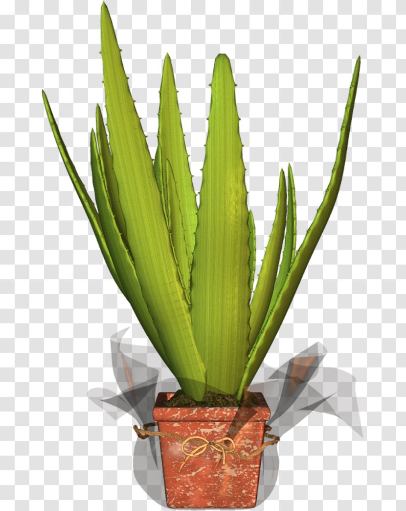 Agave Azul Flowerpot Houseplant Aloe Vera Plant Stem Transparent PNG