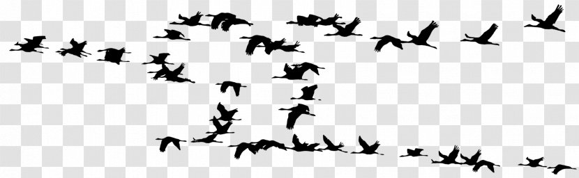 Crane Bird Migration Flock Silhouette - Ripples Transparent PNG