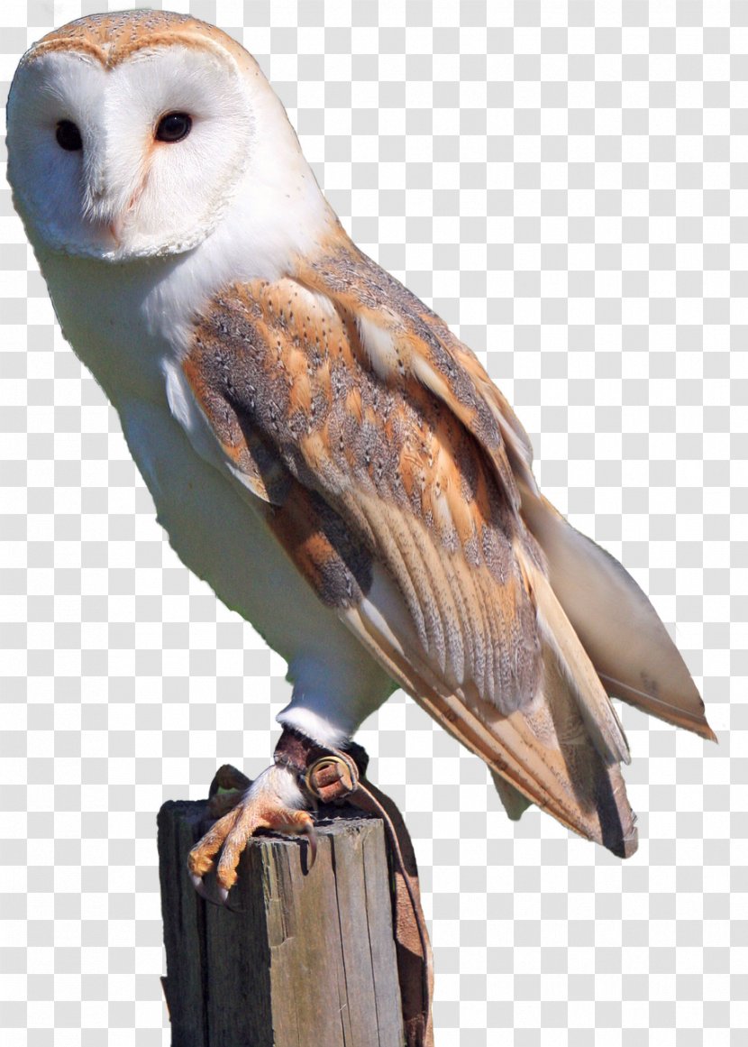 Barn Owl Bird Of Prey Snowy - Brown Transparent PNG