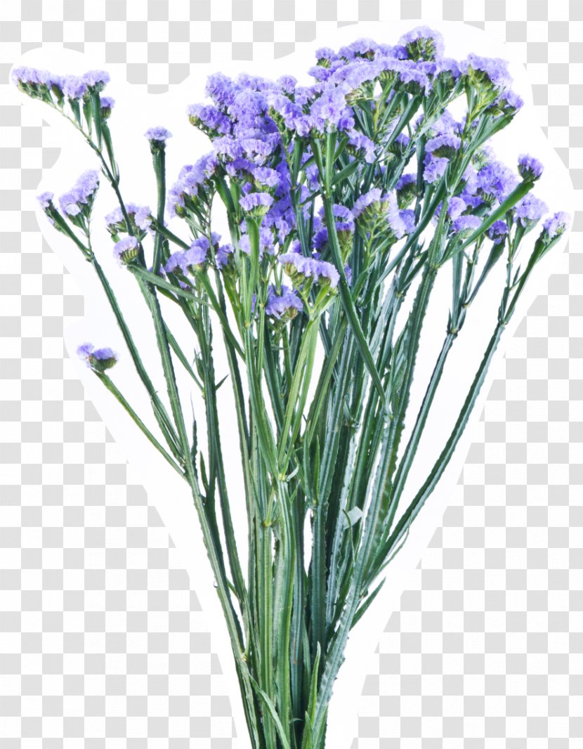English Lavender Sea Lavenders Cut Flowers Plant Stem - Paint - Purple Vase Transparent PNG