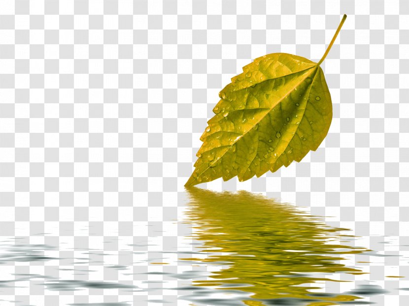 Water Paper Leaf Green Wallpaper - Poster - Autumn Leaves Transparent PNG