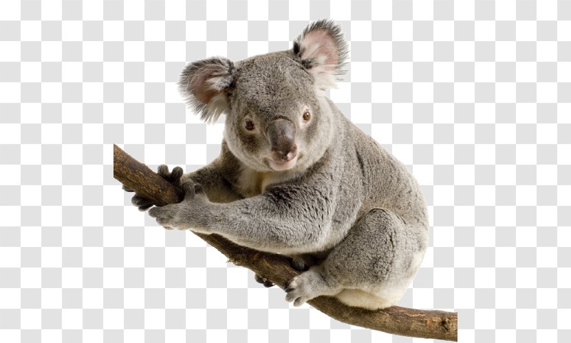 Koala Bear Giant Panda Cuteness - Snout Transparent PNG