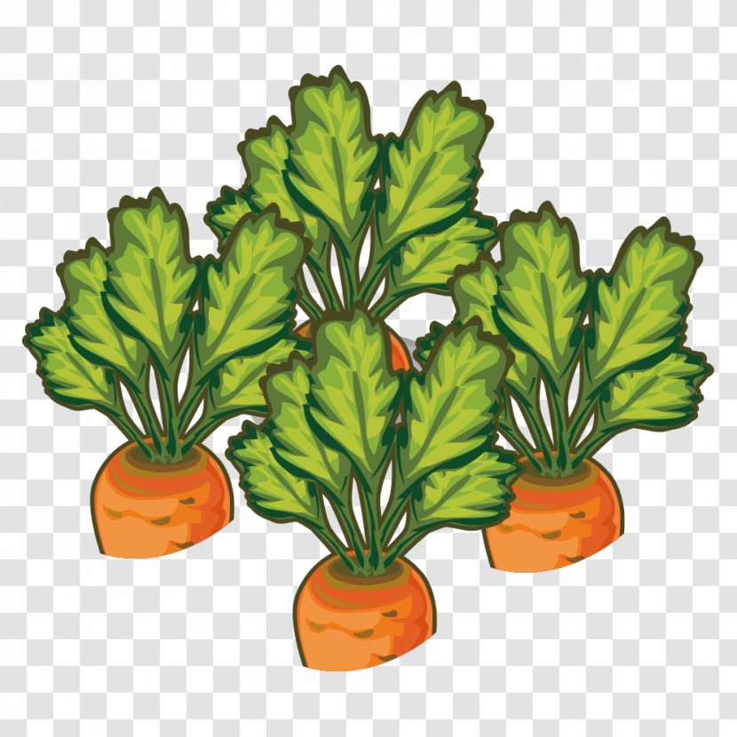 Carrot Vegetable Illustration - Radish Transparent PNG
