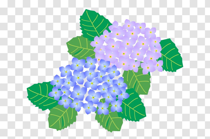 French Hydrangea Season Summer - Winter - Design Transparent PNG