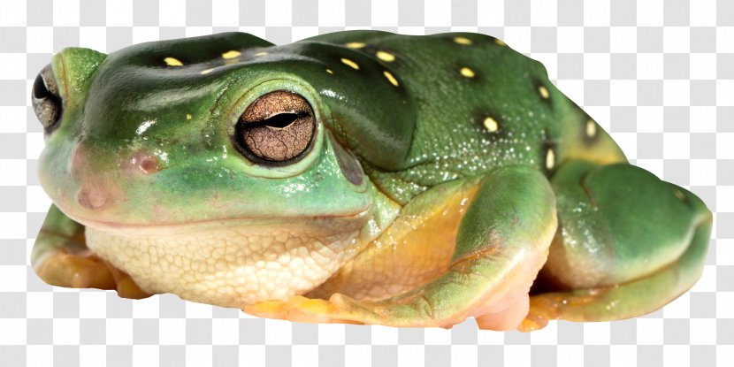 Edible Frog Amphibian True Transparent PNG