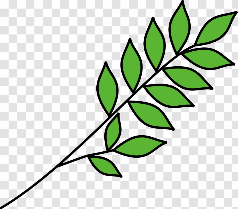 Olive Branch Clip Art Drawing Image Vector Graphics - Cot Background Transparent PNG