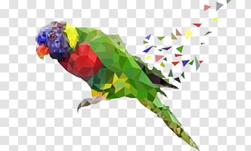 Parrot Lovebird - Fundal Transparent PNG