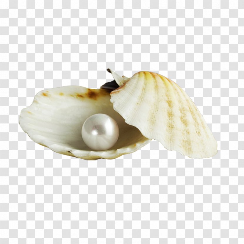 Pearl Oyster Seashell Nacre Gemstone - Button - Shell Transparent PNG