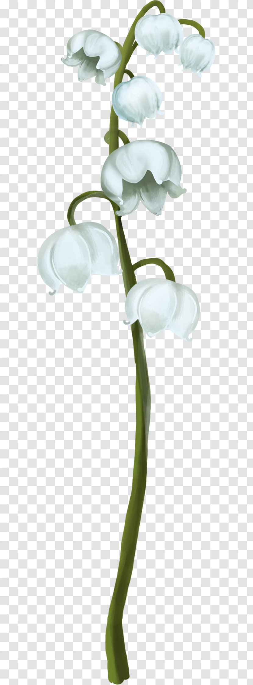 Lily Of The Valley Plant Stem Clip Art Transparent PNG