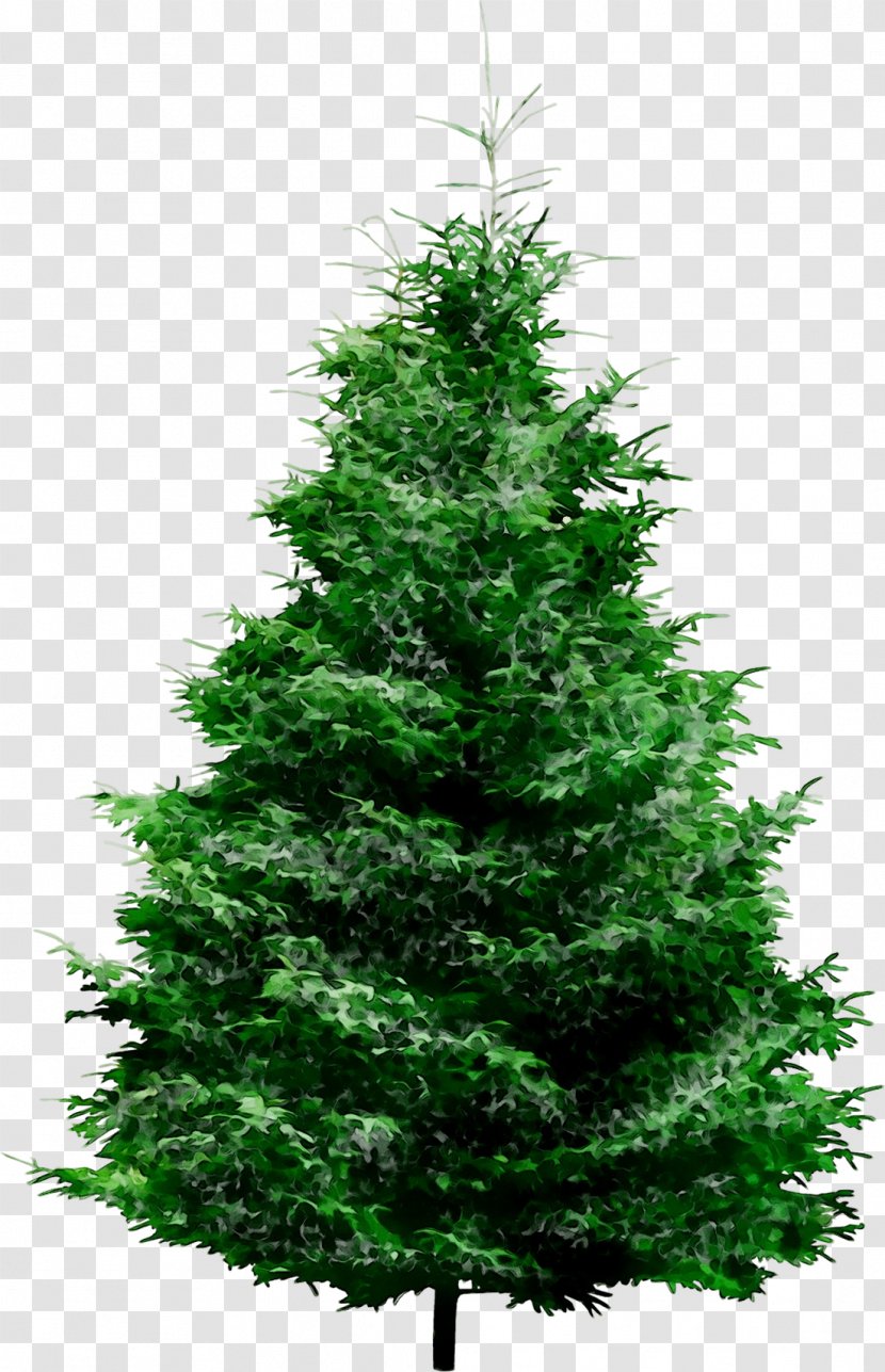Clip Art Pine Fir Tree - Canadian - Leaf Transparent PNG