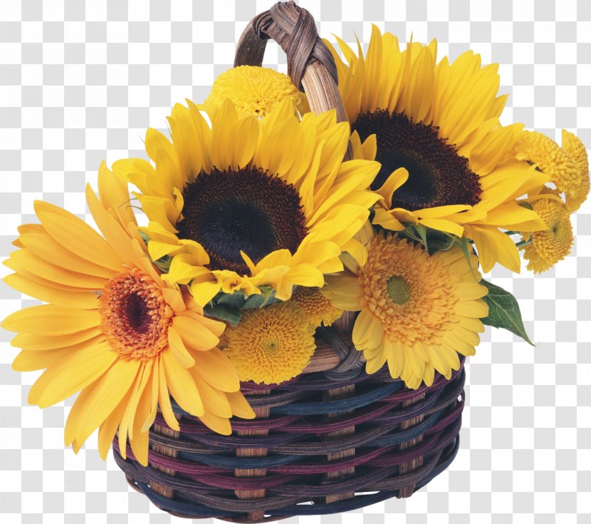 Royalty-free Basket Common Sunflower Garden - Flowering Plant - Sunflowers Transparent PNG