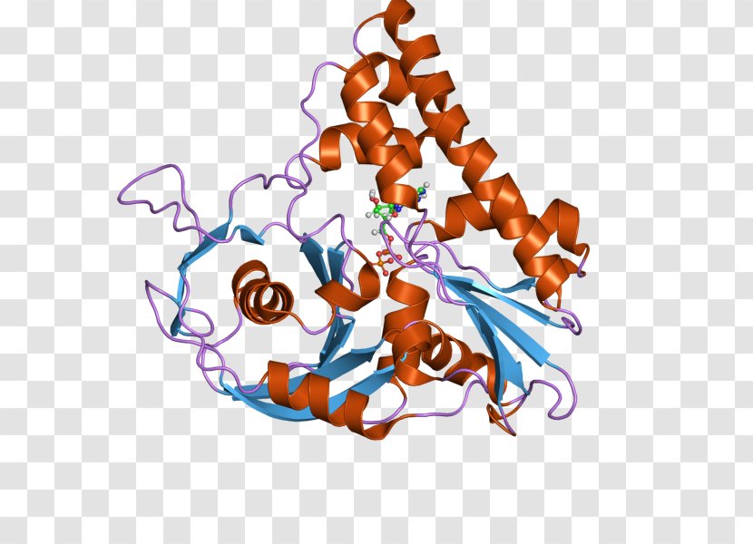 ParM Protein Plasmid Actin Prokaryote - Cytoskeleton Transparent PNG