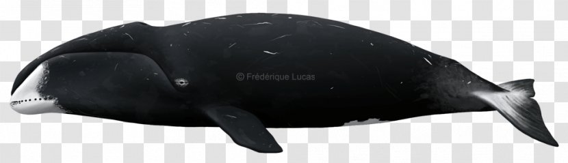 Marine Mammal Technology - Bowhead Whale Transparent PNG