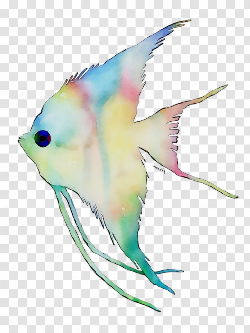 Illustration Feather Pet Graphics Beak - Parakeet Transparent PNG
