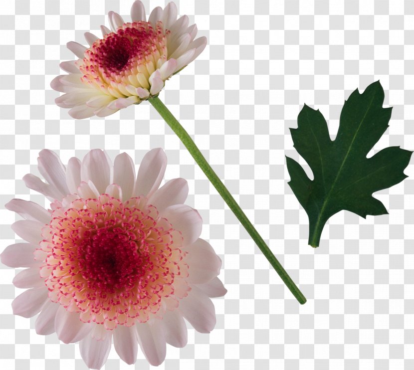 Chrysanthemum Cut Flowers Oxeye Daisy Transparent PNG