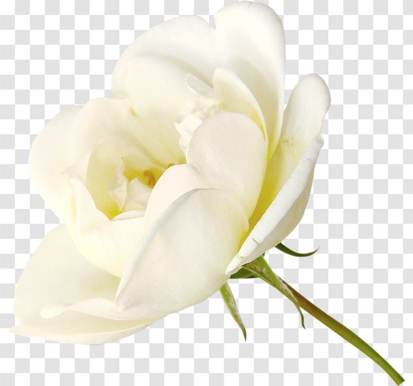 Rose White - Cut Flowers - Roses Transparent PNG
