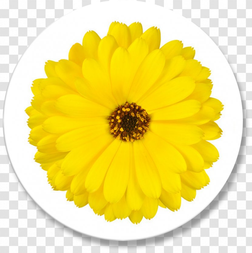 Calendula Officinalis Flower Marigold Yellow Transvaal Daisy Transparent PNG