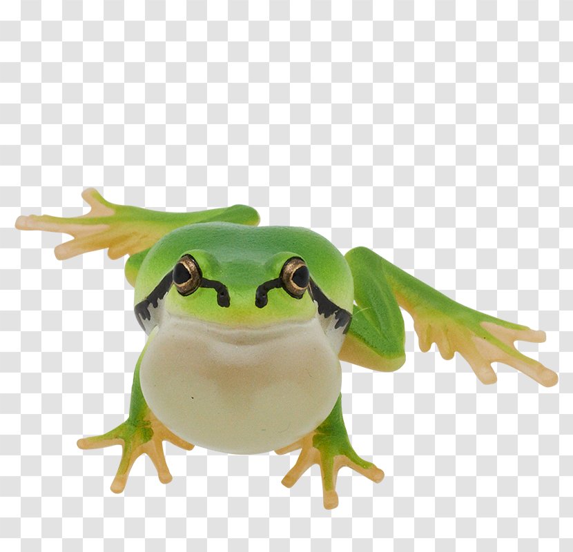 Japanese Tree Frog True Pelophylax Nigromaculatus - Amphibian Transparent PNG