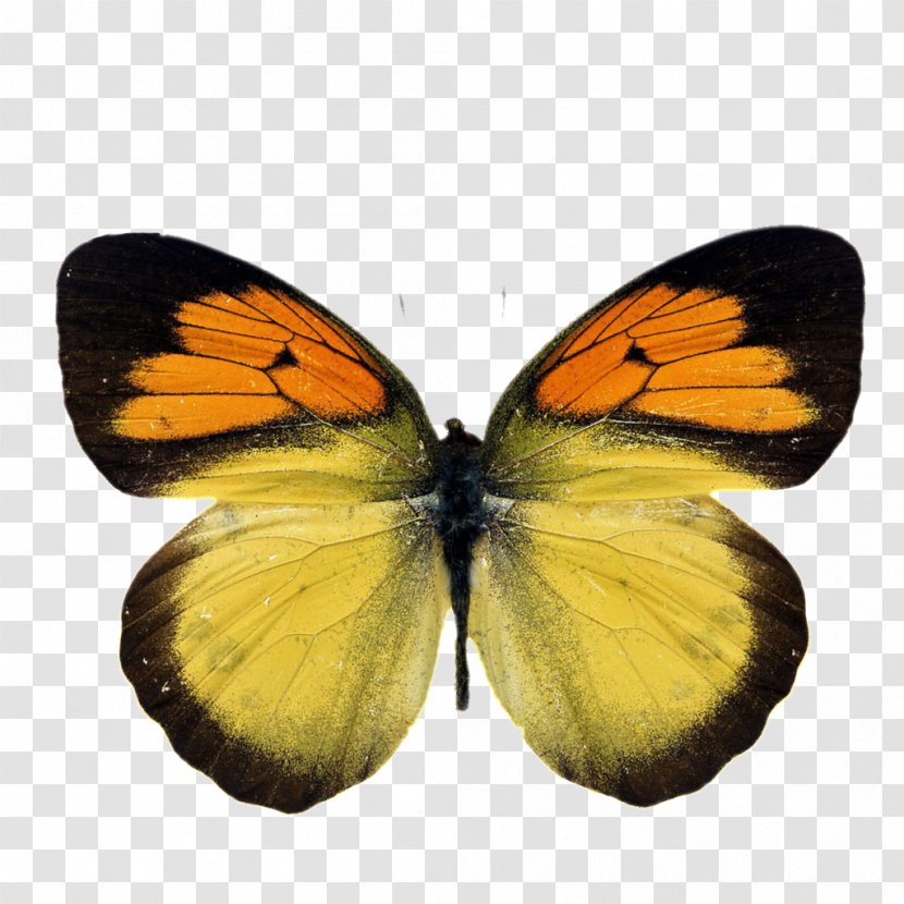 Stock Photography Royalty-free Image Illustration - Moth - Yellow Butterfly Transparent PNG