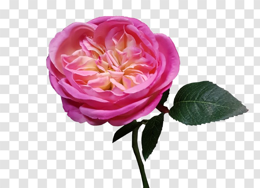 Garden Roses Cabbage Rose French Floribunda Cut Flowers - Peony - Flower Transparent PNG