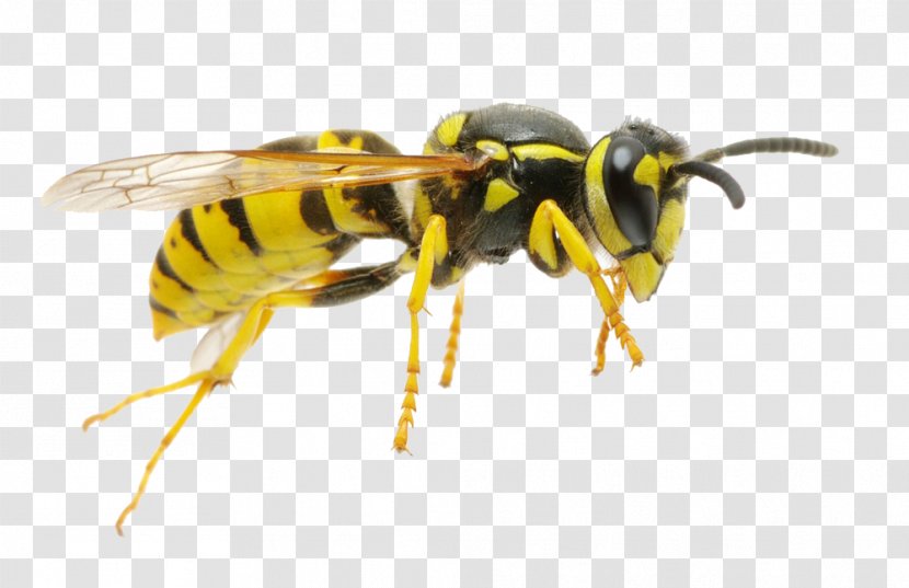 Hornet Characteristics Of Common Wasps And Bees Insect - Organism - Bee Transparent PNG