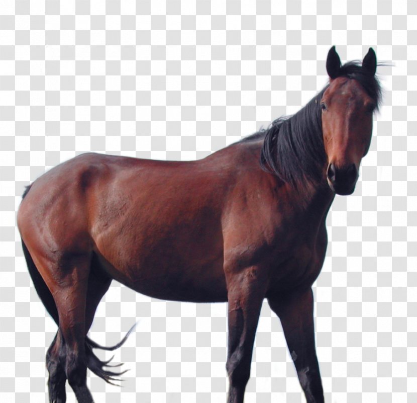Horse Mane Stallion Rein Mare - Deviantart Transparent PNG