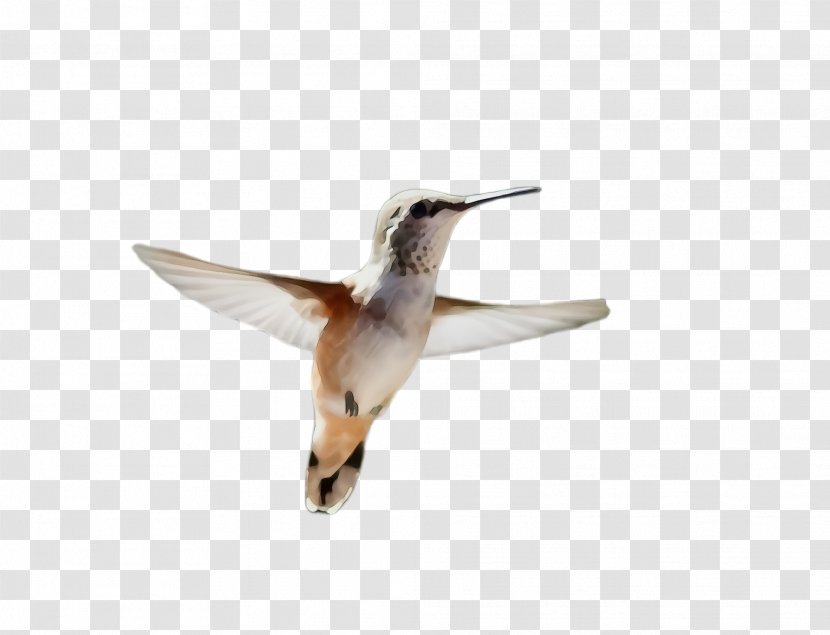 Hummingbird - Shorebird - Rufous Transparent PNG