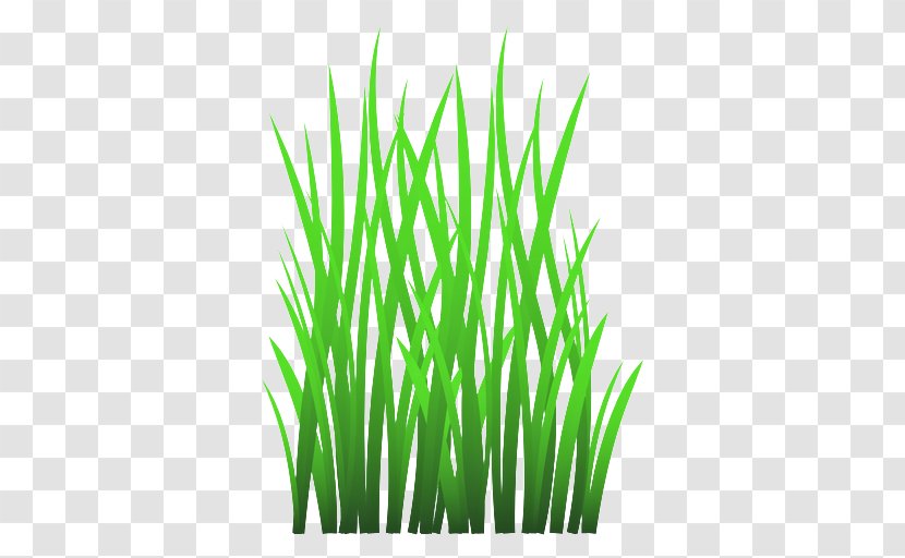 Grass Green Plant Family Wheatgrass - Chives - Lawn Garlic Transparent PNG