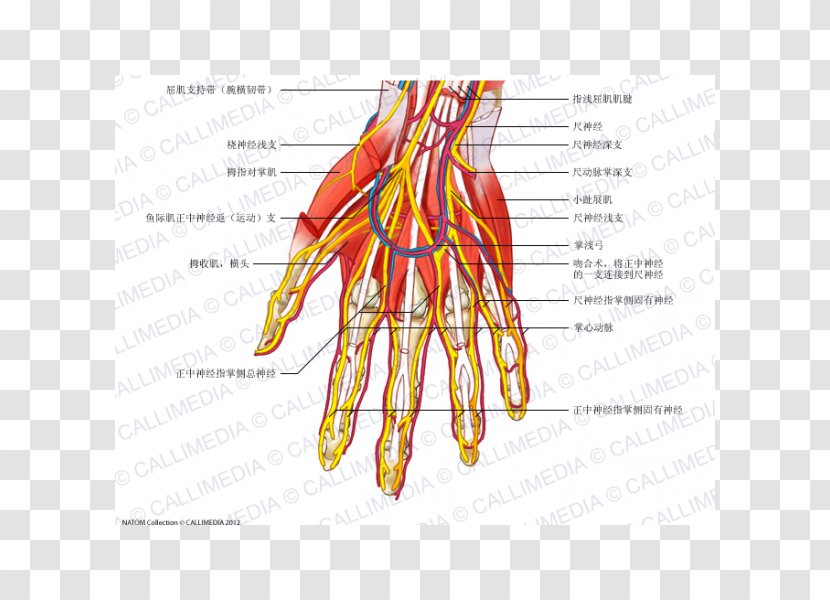 Nerve Muscle Blood Vessel Anatomy Human Body - Watercolor - Hand Transparent PNG