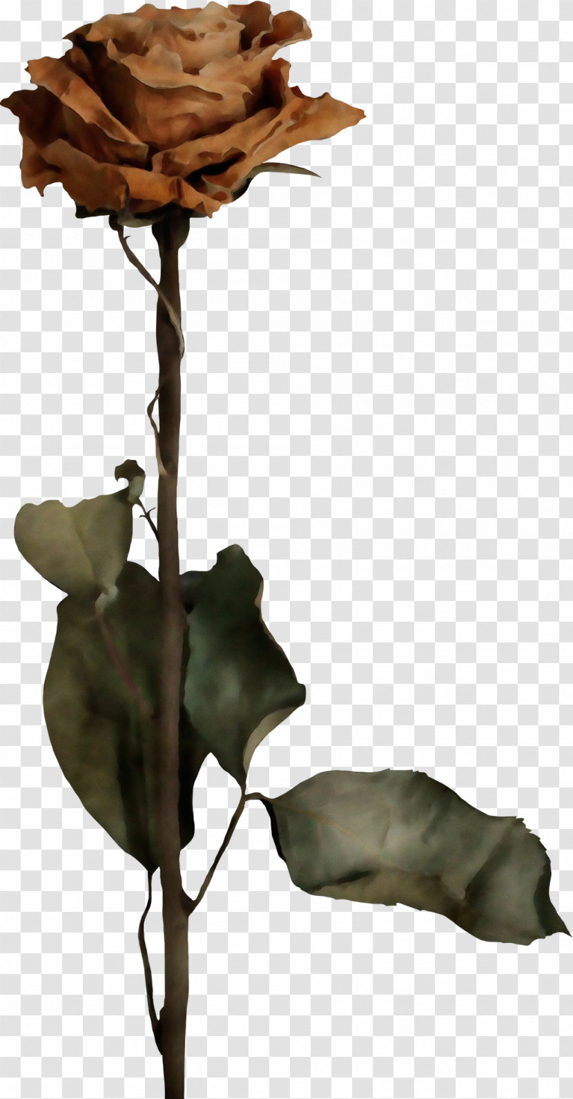 Rose Transparent PNG