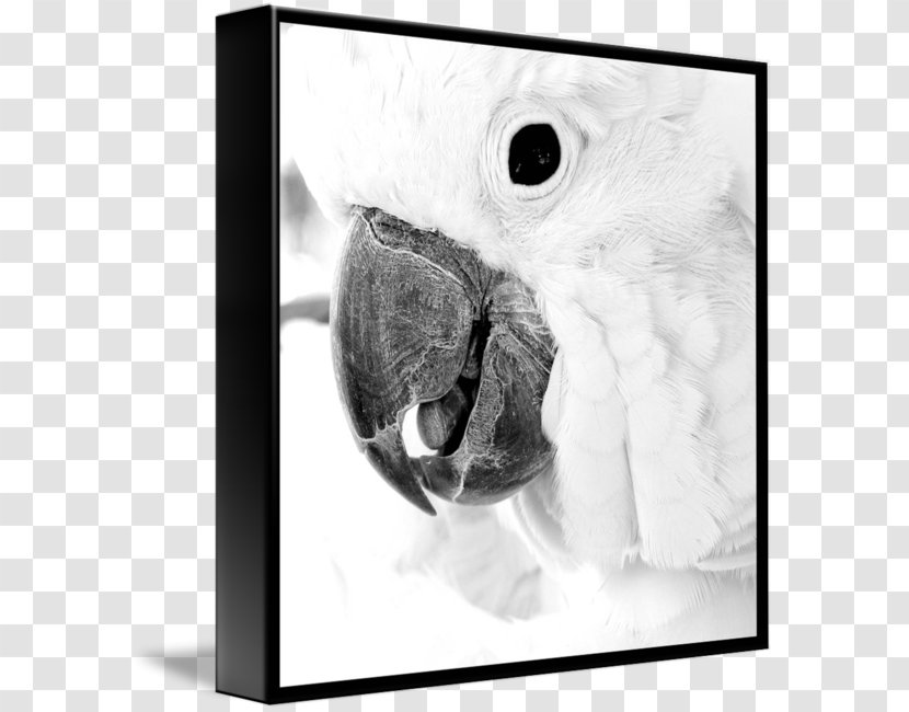 Black And White Gallery Wrap Photography Beak Picture Frames - Cacatua Transparent PNG