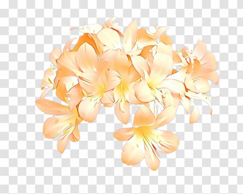 Orange - Flower - Moth Orchid Cut Flowers Transparent PNG