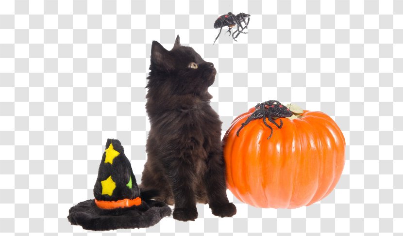 Black Cat Dog Halloween Pet - Disguise - Kitten Image Transparent PNG