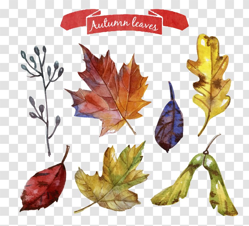 Autumn Leaves Wreath Vector Material - Plant Transparent PNG