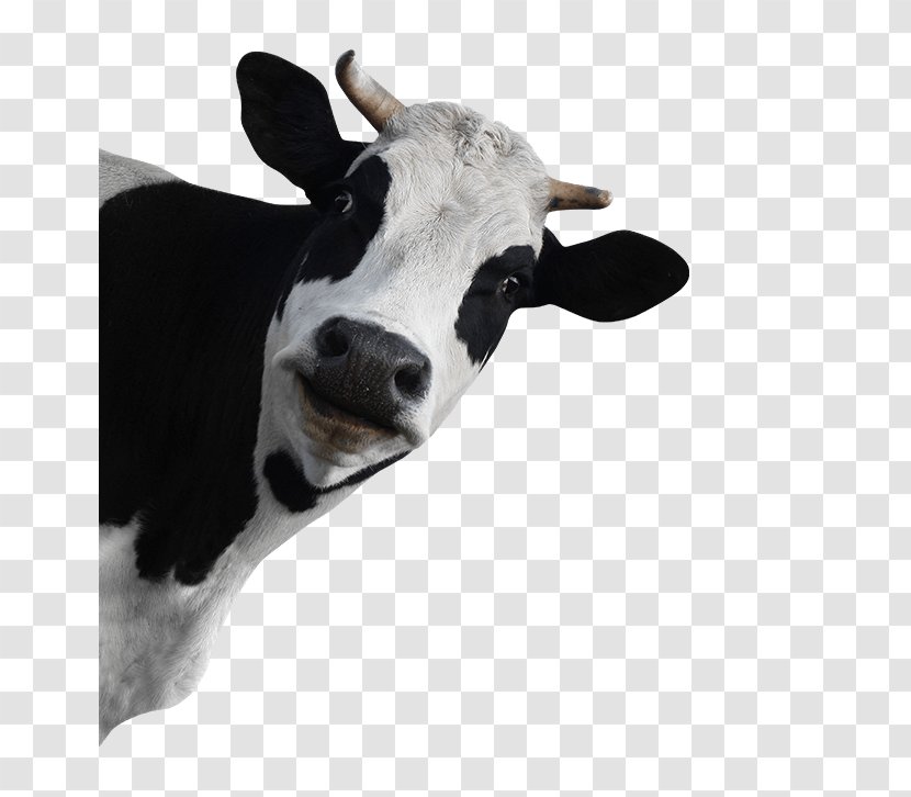 Holstein Friesian Cattle Calf Baka Taurine Dairy - Cow Goat Family - Bovini Transparent PNG