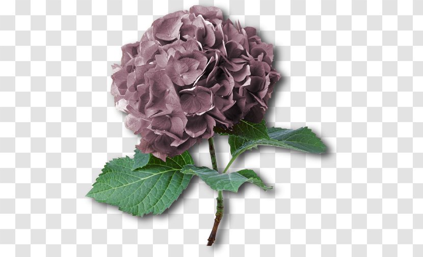 French Hydrangea Flower Shrub Rose Plant - Lilac - Hortensia Transparent PNG