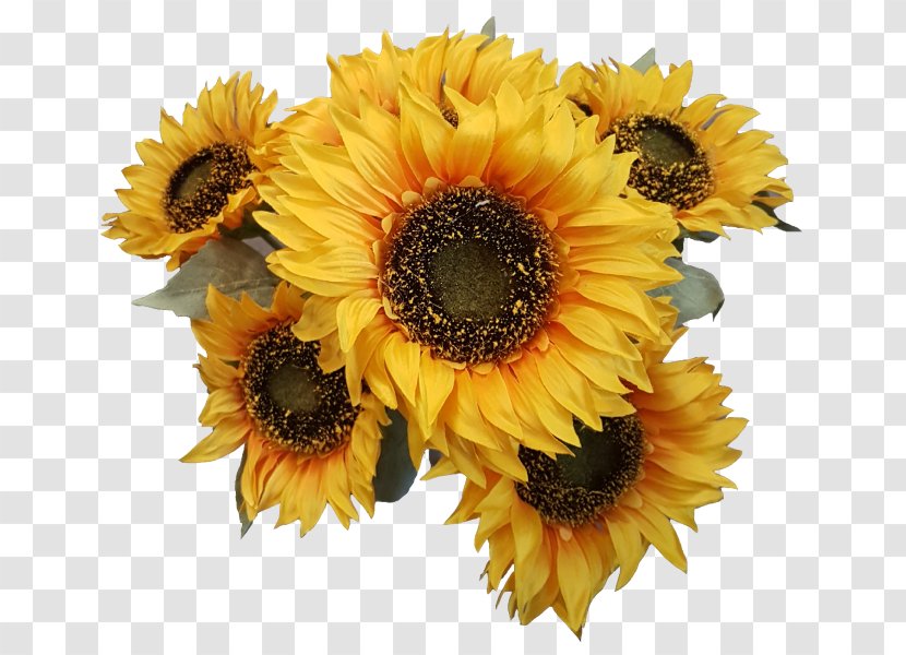 Cut Flowers Common Sunflower Seed Transvaal Daisy - Leaf Transparent PNG