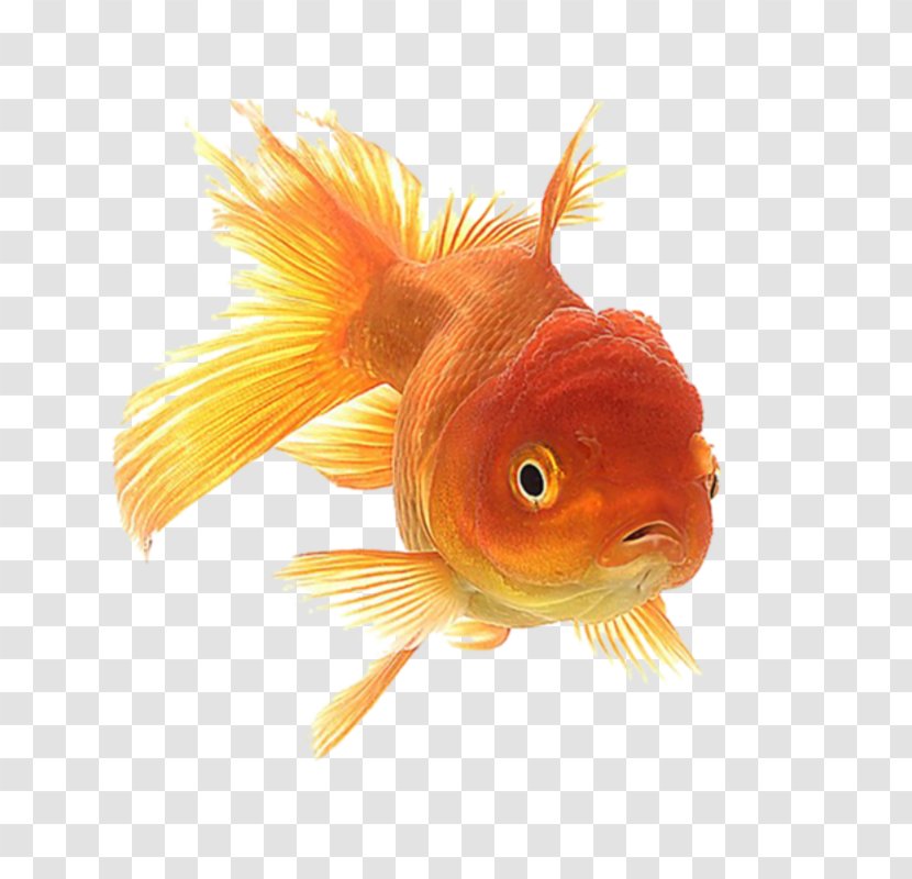 Oranda Ryukin Animation Giphy - Fish - Aquarium Transparent PNG