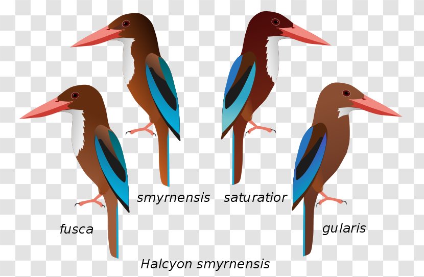 Bird White-throated Kingfisher Common Reptile Beak - Animal Transparent PNG