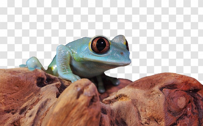 Tree Frog True - Gratis - Blue Transparent PNG